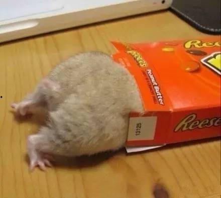 日本巨大屁股磁力,文化魅力与审美观念的碰撞