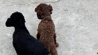 泰迪交配视频,揭秘宠物繁殖的温馨瞬间